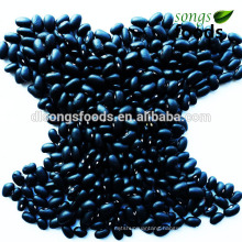 Top quality export black beans specifications